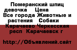 Померанский шпиц девочка  › Цена ­ 50 000 - Все города Животные и растения » Собаки   . Карачаево-Черкесская респ.,Карачаевск г.